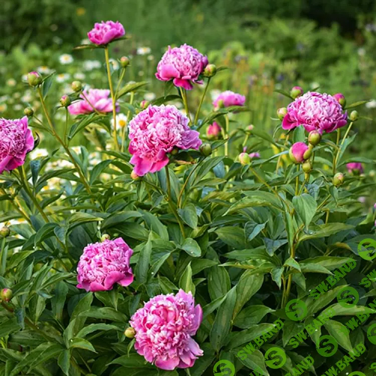 [Ольга Красулина] Пионы (2023)