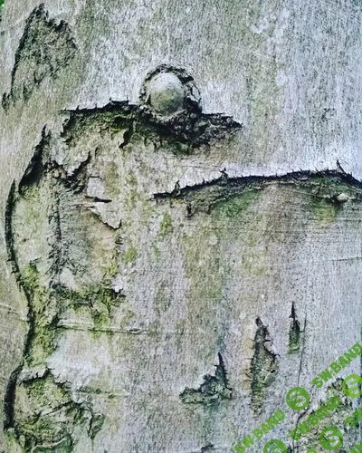 [Парфюмерия, Анна Зворыкина] Здравствуй, дерево (2025)