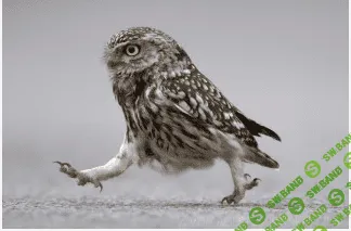 [Павел Зыгмантович] Развитие решительности