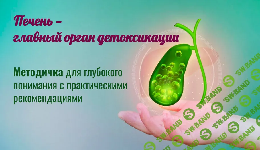 Печень – главный орган детоксикации [МАН]
