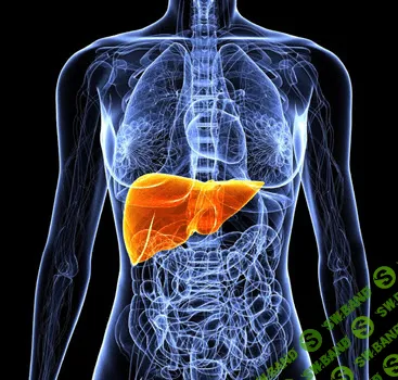 [Первая школа биохакинга, Ирина Баранова] Печень. Глобальный детокс (2020)