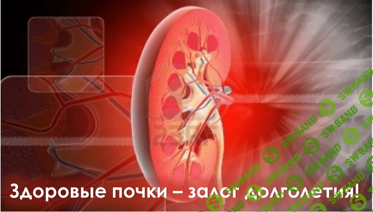 Почки, это должен знать каждый