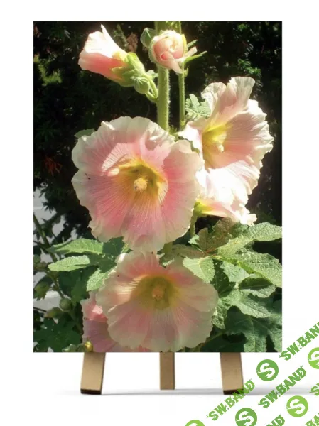 [Рисуем Дома] Мальвы 2 (2024)