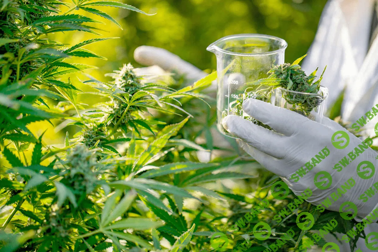 Рынок каннабиса взорвал традиционные отрасли экономики