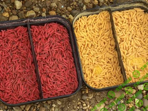 [Садырева Елена] Промышленное производство опарыша в домашних условиях