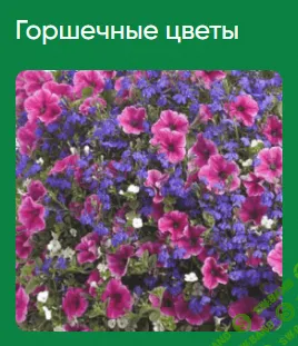 [Школа нетипичного фермера] Горшечные цветы (2022)