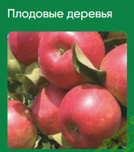 [Школа нетипичного фермера] Плодовые деревья (2022)