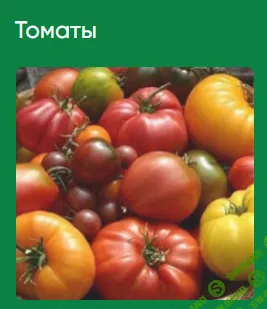 [Школа нетипичного фермера] Томаты (2022)