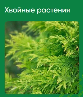 [Школа нетипичного фермера] Хвойные растения (2022)