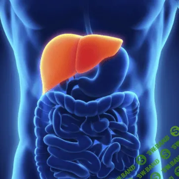 [Sigh Energy] Детоксикация и регенерация печени (2021)