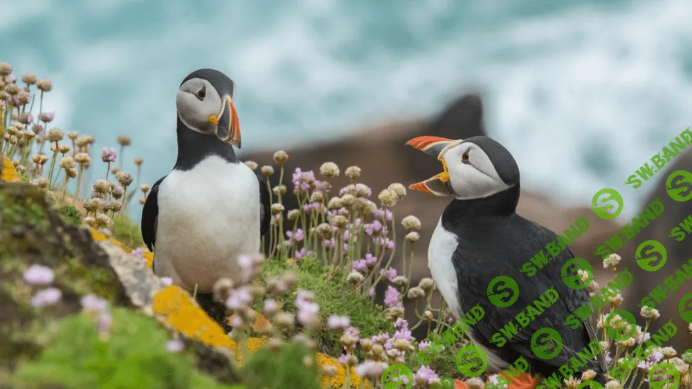 Сила слов: как метафоры могут изменить организацию