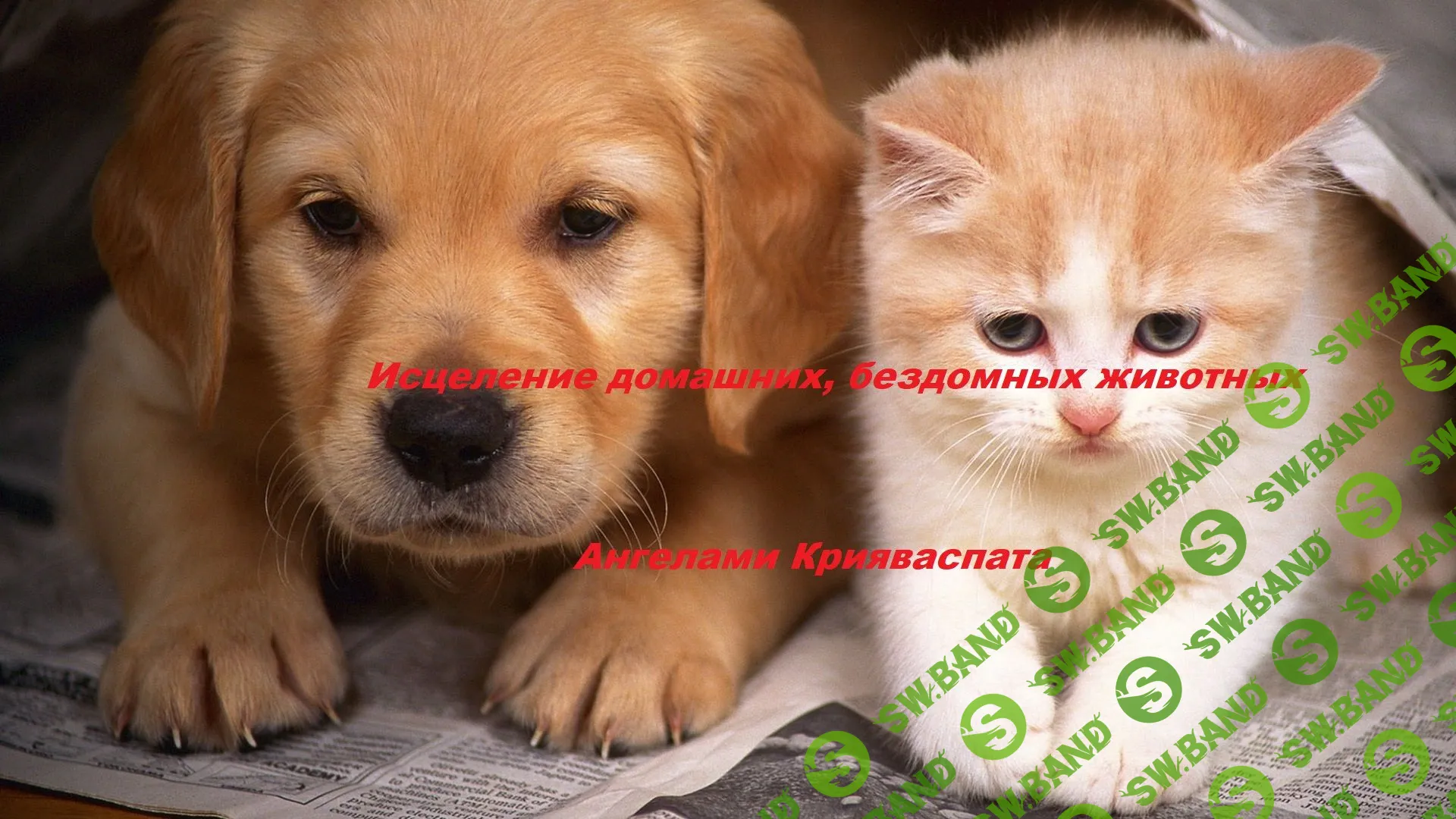 [Solyanka] Исцеление домашних, бездомных животных Ангелами Крияваспата