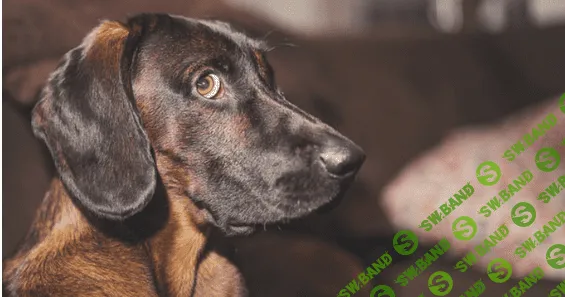 Сверхспособности вашей собаки: 7 научных фактов