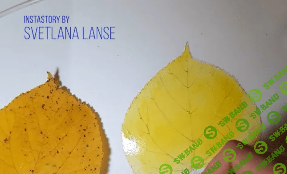 [Светлана Лансе] Ботаническая иллюстрация - осенний лист (instagram-эфир)