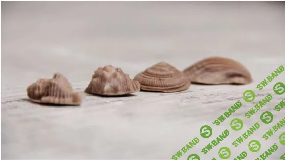 [Светлана Шубина] Пластичный шоколад без сахара (2023)