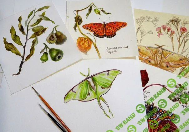 [Светлана Винникова] Horizontum - Бабочка в ботанической акварели