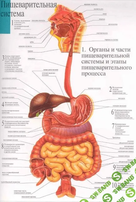 [Светлана Хватова] Восстановление работы органов пищеварения