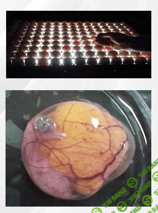 [Татьяна Коноблей] Биологический контроль во время инкубации яиц сельскохозяйственной птицы (2023)