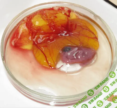 [Татьяна Коноблей] Эмбриональное развитие зародышей сельскохозяйственной птицы (2023)