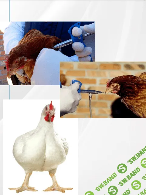 [Татьяна Коноблей] Ответы на вопросы Слушателей (2023)