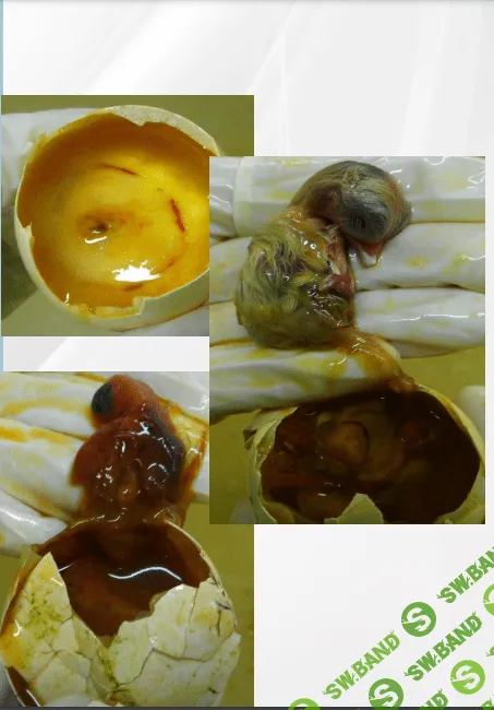 [Татьяна Коноблей] Причины гибели эмбрионов птицы во время инкубации (2023)