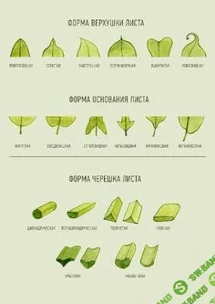 [Татьяна Ширбидова] Коммерческая иллюстрация – Зелень