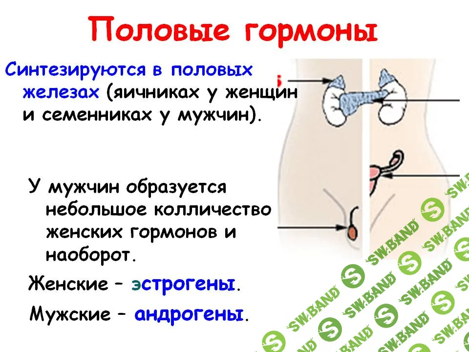 [Тишова Юлия] Основы здоровья, иммунитета и долголетия. Часть 3. Половые гормоны