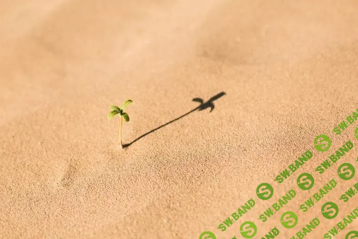 Торговцы добродетелью