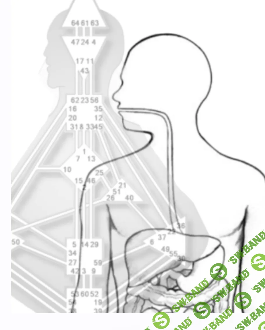 [Транскрибация] Питание и пищеварение [Полина Ковалевич]