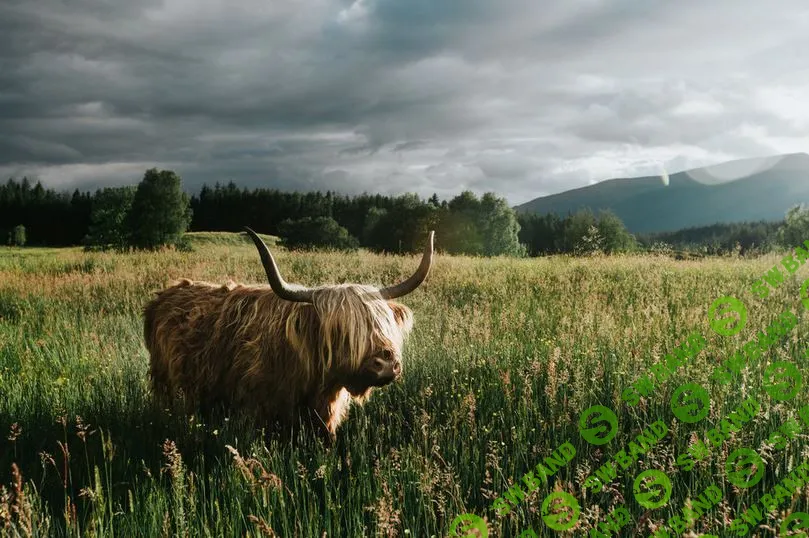 [Trey Wallace] Ascent Presets