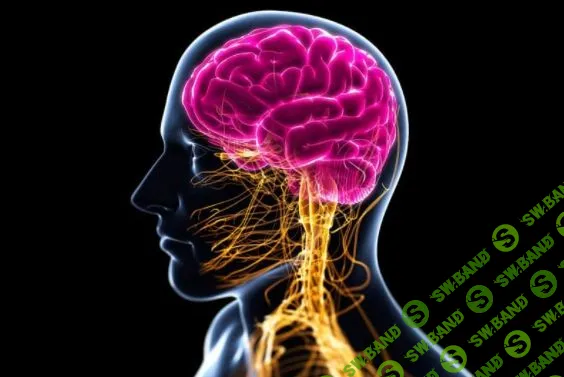 [Ульвия Голденбрук] Исцеление нервной системы с помощью аромамедицины (2022)