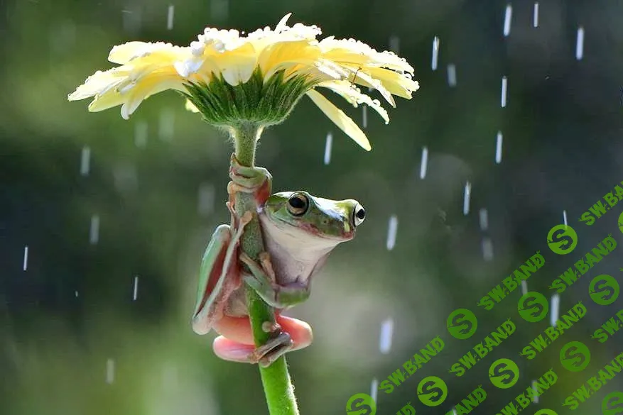 [Виталий Антипин] Весеннее настроение (2023)