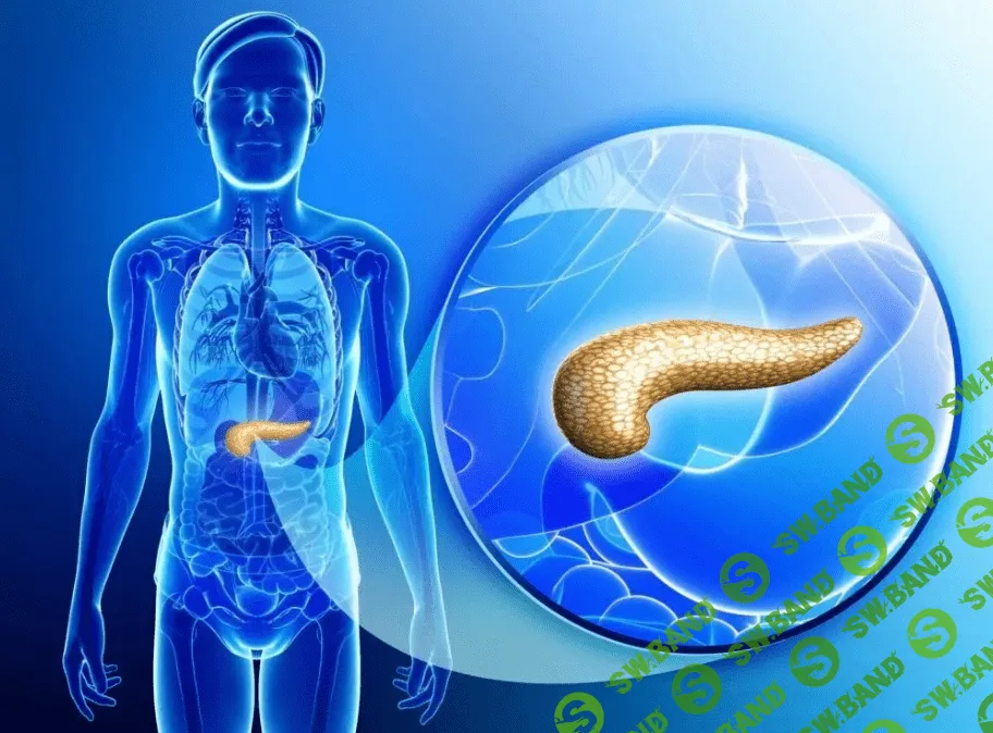 Восстановление работы поджелудочной железы с помощью мягких техник мануальной терапии (2020)