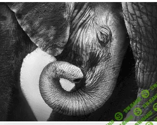 [Высшая школа психологии] Интегральный подход психологической работы с травмой. Раздел 1 (2022)