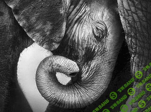 [Высшая школа психологии] Интегральный подход психологической работы с травмой. Раздел 3 (2022)