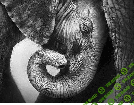 [Высшая школа психологии] Интегральный подход психологической работы с травмой развития. Раздел 2 (2021)