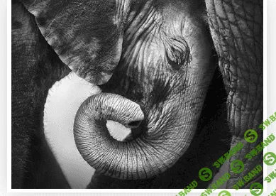 [Высшая школа психологии] Интегральный подход психологической работы с травмой развития. Раздел 4