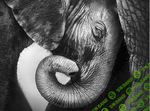 [Высшая школа психологии] Интегральный подход психологической работы с травмой развития. Раздел 6 (2023)