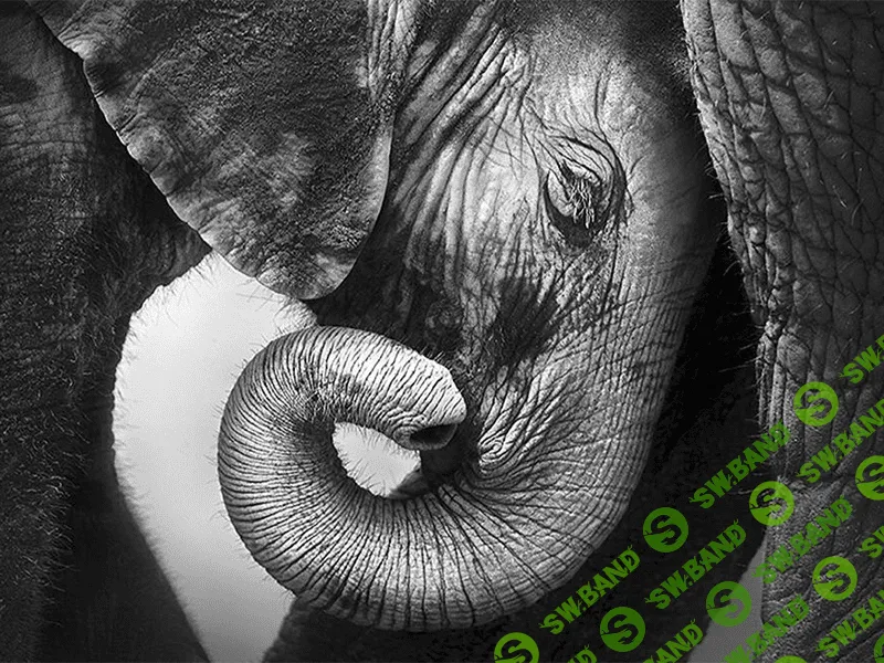 [Высшая школа психологии] Интегральный подход психологической работы с травмой развития. Раздел 9 (2021)