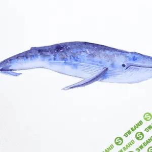 [Женя Мельникова] Акварель. Киты