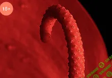 Жить без секса (не) возможно?