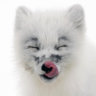 Arctic_fox