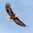Eagle4