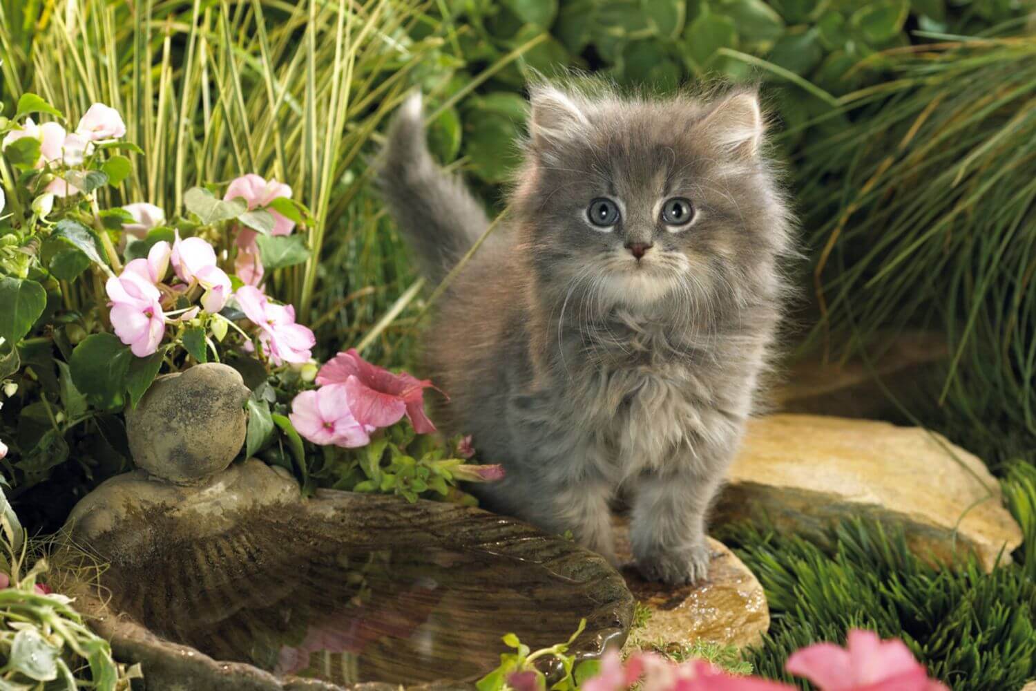 cat-in-garden-2880x1920.jpg